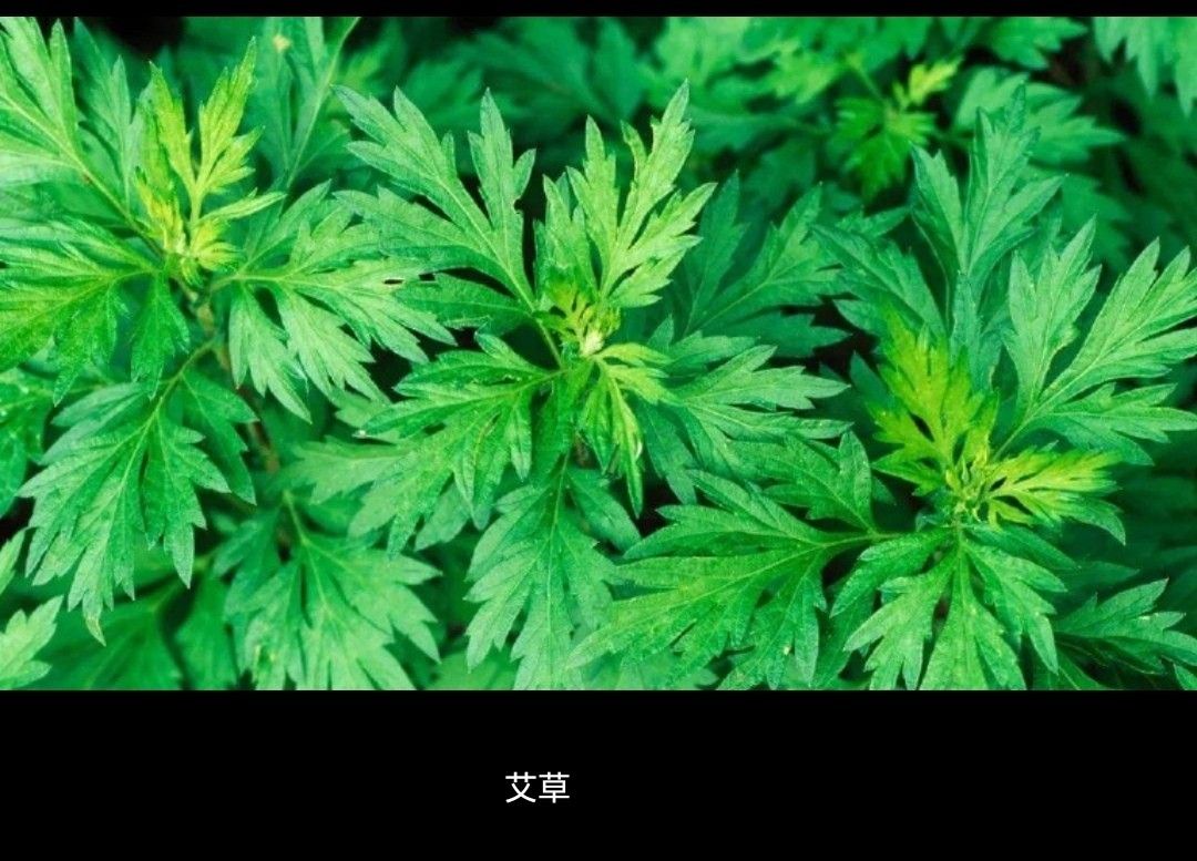 艾草的功效與用途